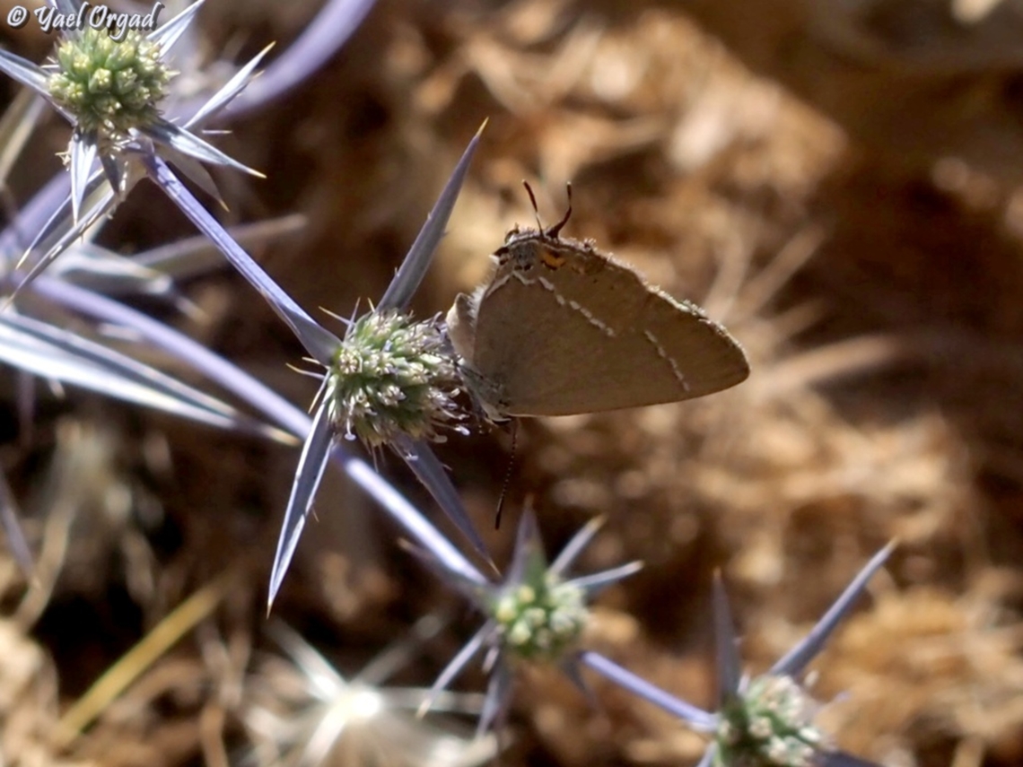 Satyrium spini  Blue spot hairstreak,Geotagged,Israel,Satyrium spini,Spring