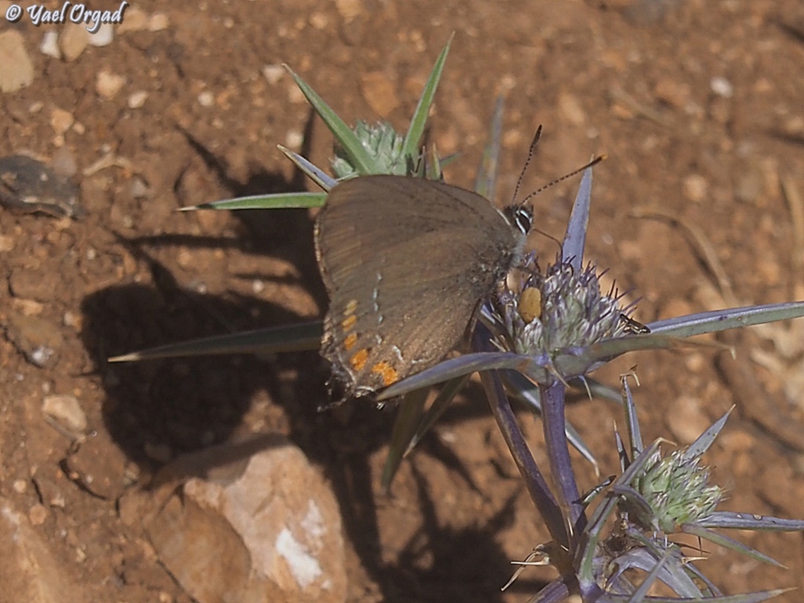 Satyrium ilicis  Geotagged,Ilex hairstreak,Israel,Satyrium ilicis,Spring