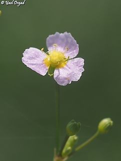 Alisma lanceolatum  Alisma lanceolatum,Geotagged,Israel,Narrow-leaved Water-Plantain,Spring