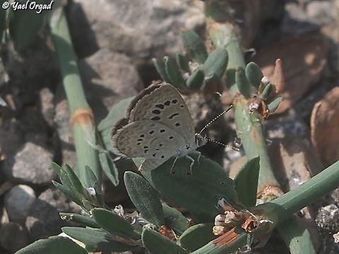 azanus jesous  African babul blue,Azanus jesous,Geotagged,Israel,Spring