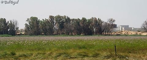Butomus umbellatus  Butomus umbellatus,Flowering rush,Geotagged,Israel,Spring