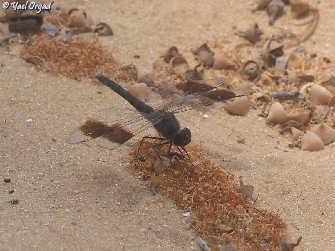 Brachythemis impartita  Brachythemis impartita,Geotagged,Israel,Northern Banded Groundling,Spring