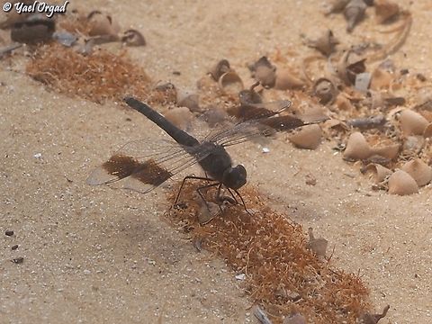 Brachythemis impartita  Brachythemis impartita,Geotagged,Israel,Northern Banded Groundling,Spring