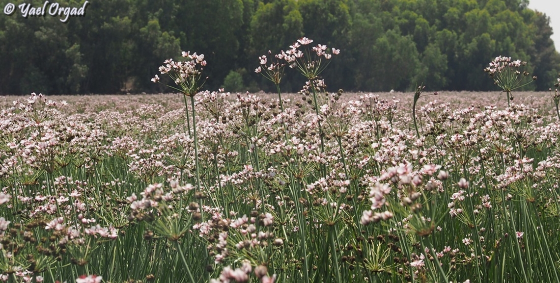 Butomus umbellatus  Butomus umbellatus,Flowering rush,Geotagged,Israel,Spring