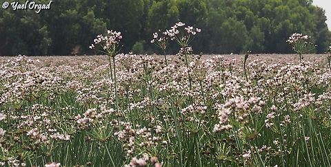 Butomus umbellatus  Butomus umbellatus,Flowering rush,Geotagged,Israel,Spring