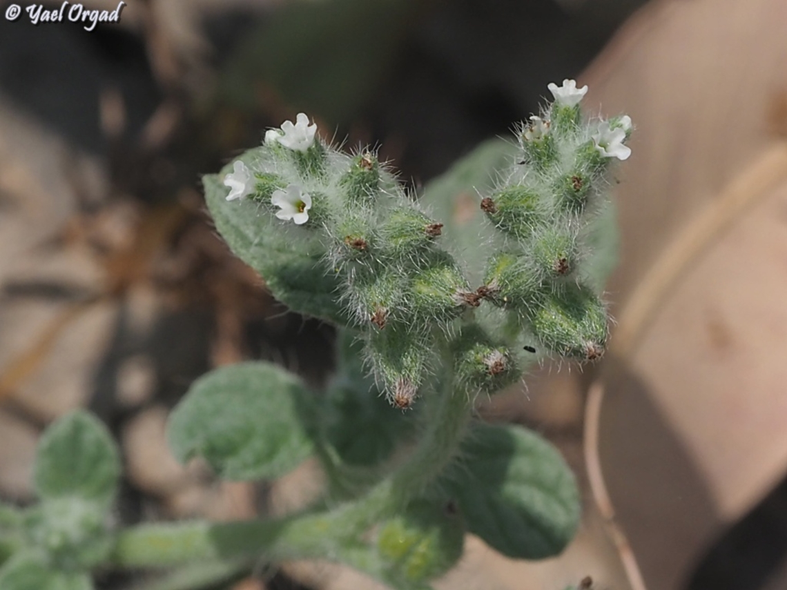 Heliotropium supinum  Geotagged,Heliotropium supinum,Israel,Spring