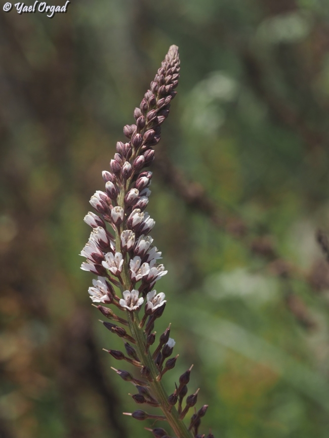 Lysimachia dubia  Geotagged,Israel,Lysimachia dubia,Spring