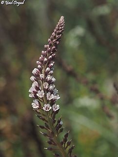 Lysimachia dubia  Geotagged,Israel,Lysimachia dubia,Spring