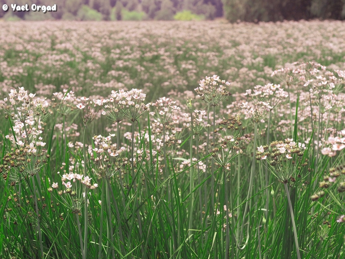 Butomus umbellatus  Butomus umbellatus,Flowering rush,Geotagged,Israel,Spring