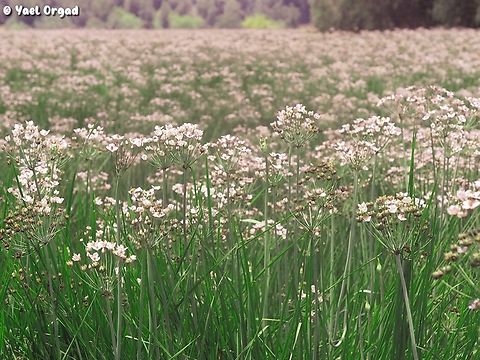 Butomus umbellatus  Butomus umbellatus,Flowering rush,Geotagged,Israel,Spring