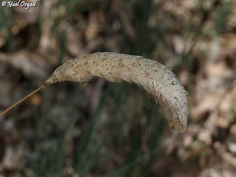 Imperata cylindrica  Geotagged,Imperata Cylindrical,Imperata cylindrica,Israel,Spring