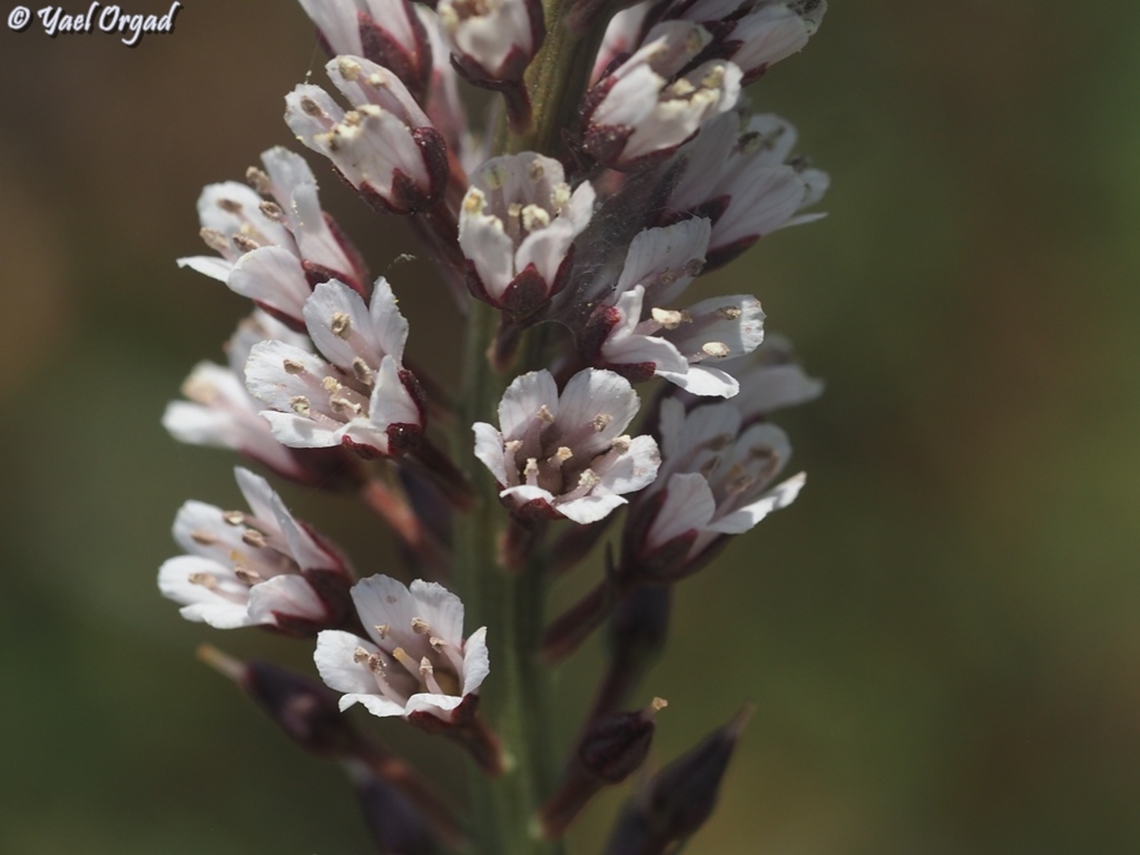 Lysimachia dubia  Geotagged,Israel,Lysimachia dubia,Spring