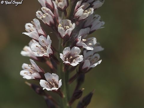 Lysimachia dubia  Geotagged,Israel,Lysimachia dubia,Spring