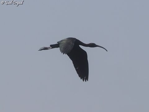 Plegadis falcinellus  Geotagged,Glossy Ibis,Israel,Plegadis falcinellus,Spring