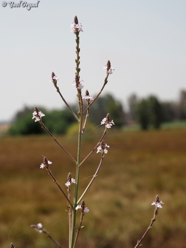 Verbena officinalis  Common Vervain,Geotagged,Israel,Spring,Verbena officinalis