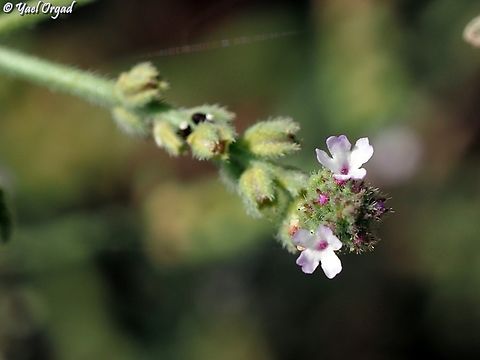 Verbena supina  Geotagged,Israel,Procumbent Vervain,Spring,Verbena supina