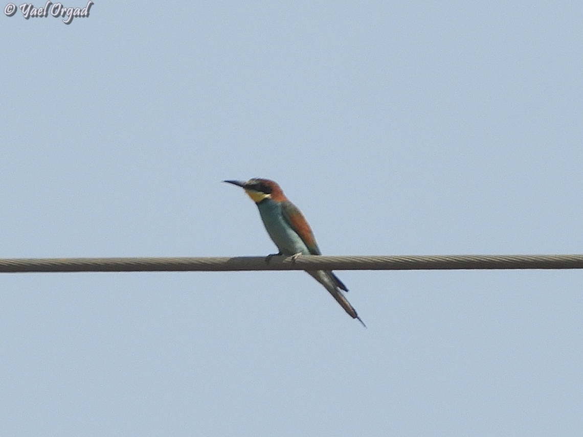 Merops apiaster  European bee-eater,Geotagged,Israel,Merops apiaster,Spring