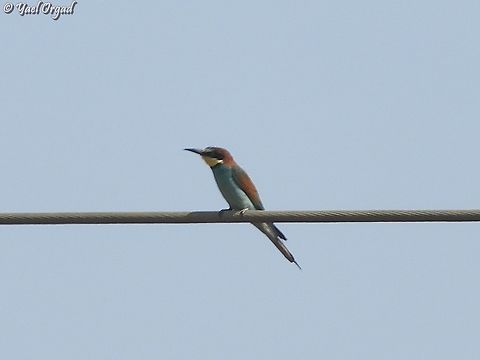 Merops apiaster  European bee-eater,Geotagged,Israel,Merops apiaster,Spring