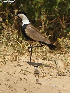 Parent and chick Vanellus spinosus Geotagged,Israel,Spring,Spur-winged lapwing,Vanellus spinosus