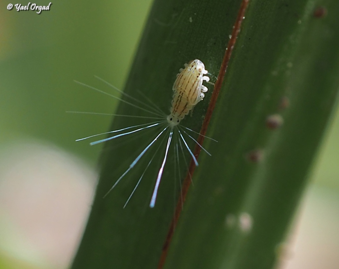 Ommatissus binotatus - Youngs  Geotagged,Israel,Old world Date Bug,Ommatissus binotatus,Spring