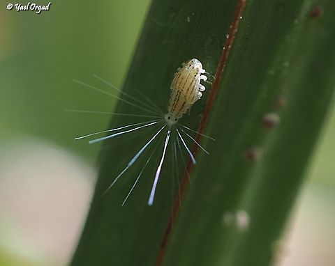 Ommatissus binotatus - Youngs  Geotagged,Israel,Old world Date Bug,Ommatissus binotatus,Spring