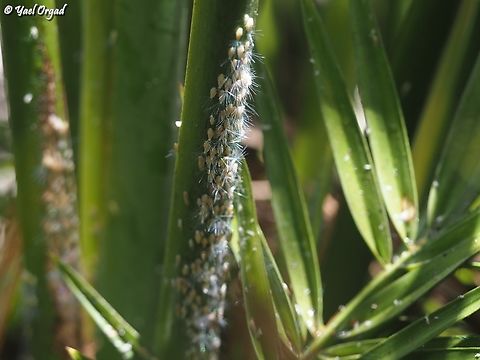 Ommatissus binotatus on a palm tree in the street... 
I admit I find them quite disgusting, but those blue hairs on their butts shimmer in the sunlight.  Geotagged,Israel,Old world Date Bug,Ommatissus binotatus,Spring