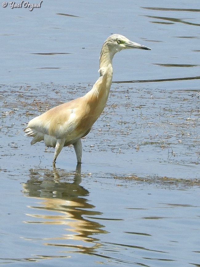 Ardeola ralloides  Ardeola ralloides,Geotagged,Israel,Squacco Heron,Summer