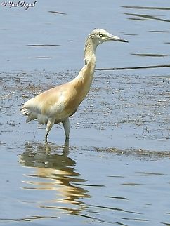 Ardeola ralloides  Ardeola ralloides,Geotagged,Israel,Squacco Heron,Summer
