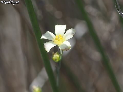 Linum maritimum  Geotagged,Israel,Linum maritimum,Summer