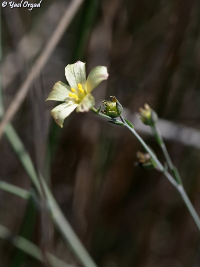 Linum maritimum  Geotagged,Israel,Linum maritimum,Summer