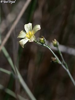 Linum maritimum  Geotagged,Israel,Linum maritimum,Summer