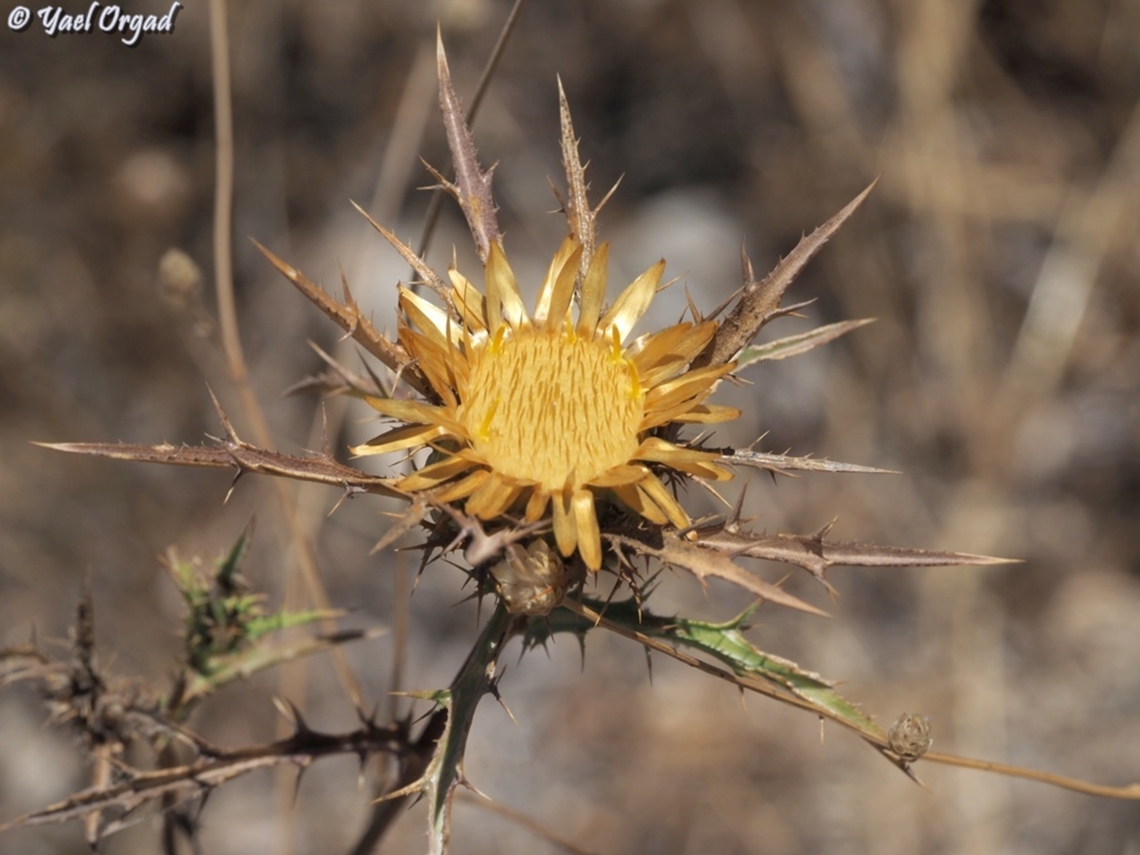 Carlina curetum  Carlina curetum,Carline Thistle,Geotagged,Summer