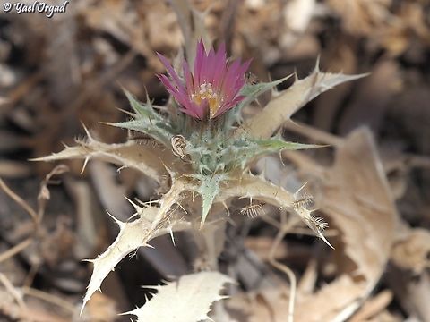Carlina lanata  Carlina lanata,Geotagged,Summer
