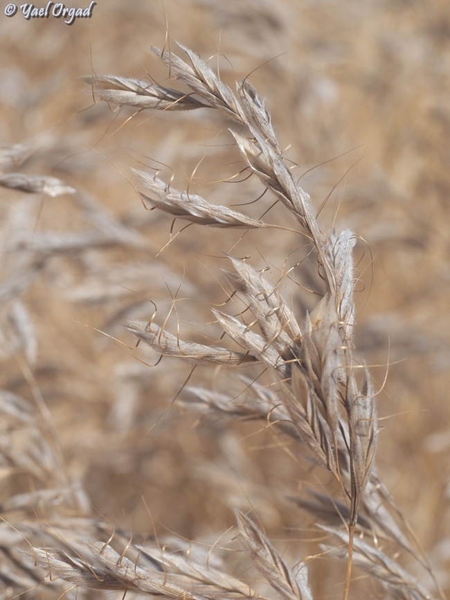 Bromus lanceolatus  Bromus lanceolatus,Geotagged,Israel,Summer