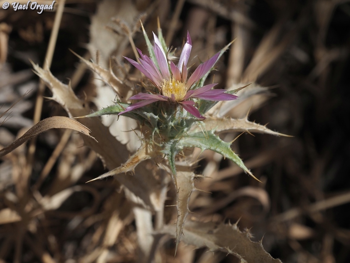 Carlina lanata  Carlina lanata,Geotagged,Summer