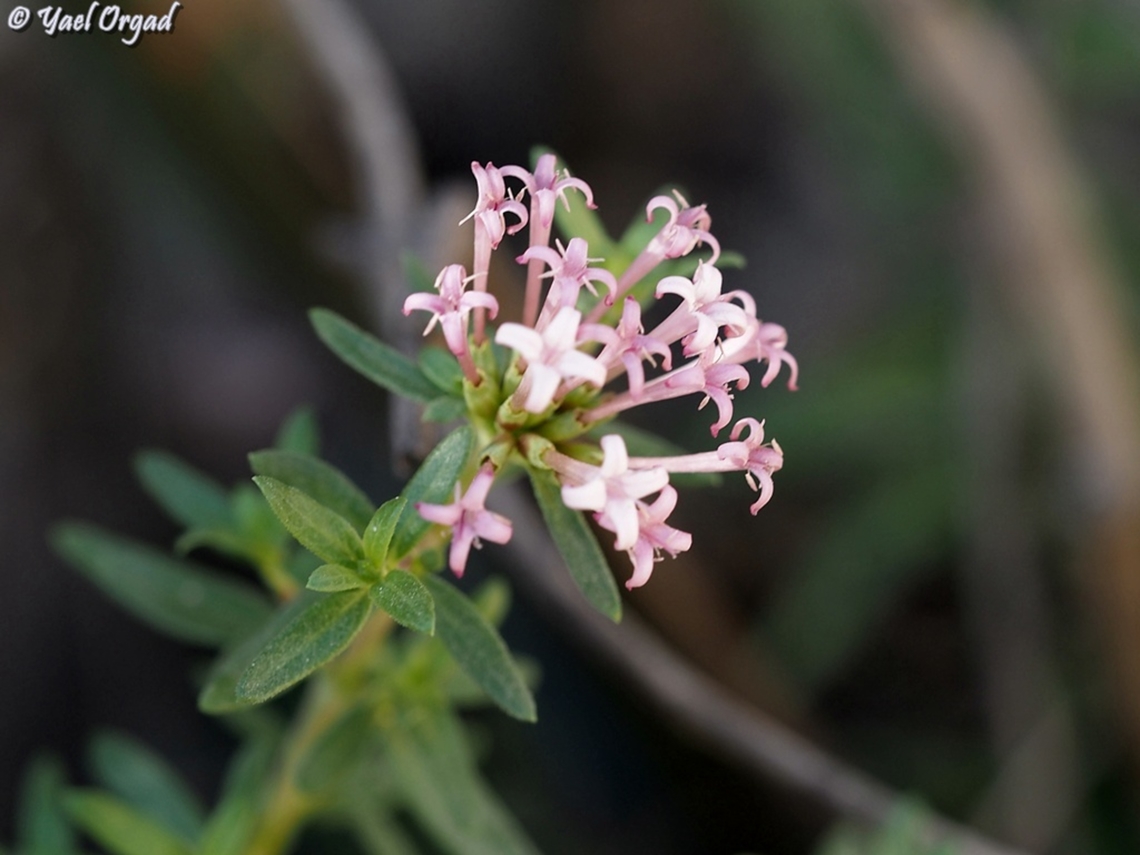 Putoria calabrica  Caucasian Crosswort,Geotagged,Israel,Phuopsis stylosa,Summer