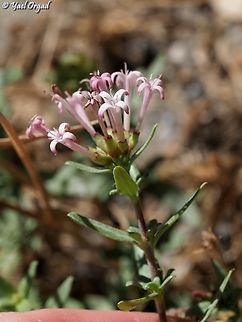 Putoria calabrica  Caucasian Crosswort,Geotagged,Israel,Phuopsis stylosa,Summer