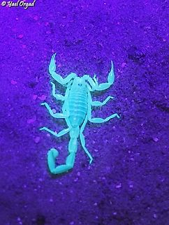 Buthacus nitzani  Buthacus nitzani,Geotagged,Israel,Summer,Ultra Violet Light