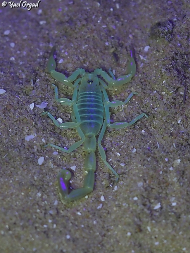 Buthacus nitzani  Buthacus nitzani,Geotagged,Israel,Summer