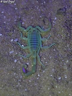 Buthacus nitzani  Buthacus nitzani,Geotagged,Israel,Summer