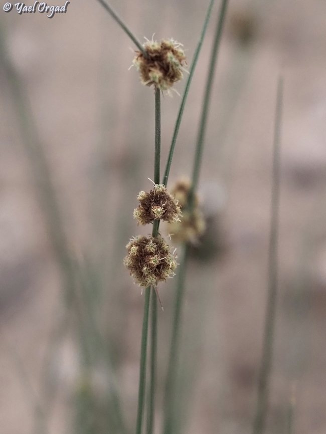 Scirpoides holoschoenus  Geotagged,Israel,Round-headed Clubrush,Scirpoides holoschoenus,Summer