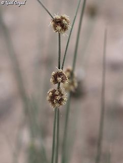 Scirpoides holoschoenus  Geotagged,Israel,Round-headed Clubrush,Scirpoides holoschoenus,Summer