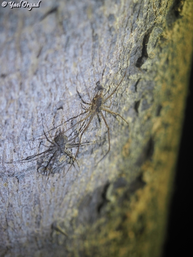 Hersilia caudata  Geotagged,Hersilia caudata,Israel,Summer