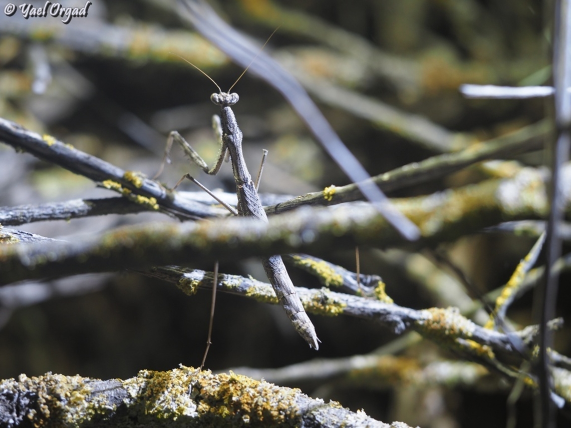 Rivetina byblica  Geotagged,Israel,Rivetina byblica,Summer