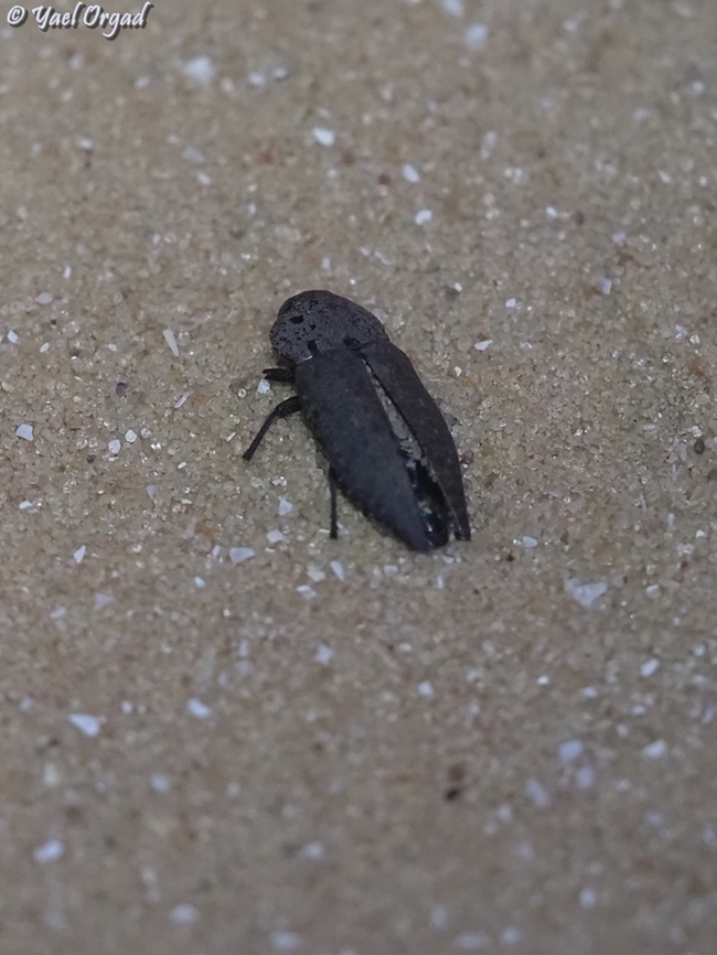 Capnodis tenebricosa  Capnodis tenebricosa,Geotagged,Israel,Summer