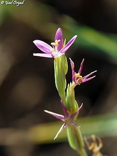 Centaurium spicatum  Geotagged,Israel,Schenkia spicata,Summer
