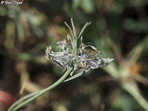 Nigella arvensis  Geotagged,Israel,Nigella arvensis,Summer,Wild Fennel