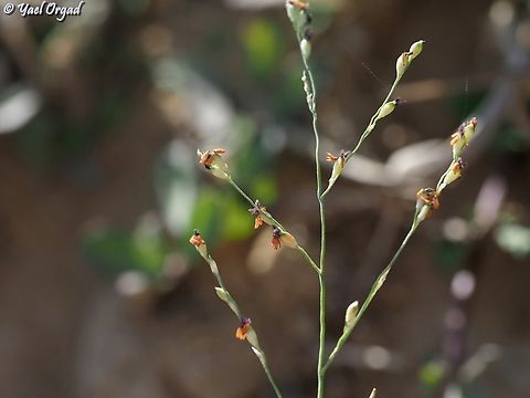 Panicum maximum  Geotagged,Israel,Megathyrsus maximus,Summer