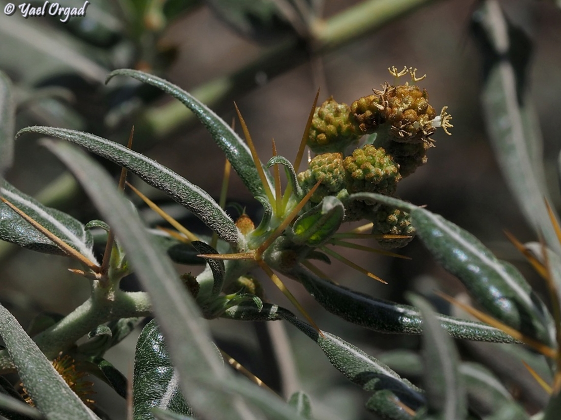 Xanthium spinosum - an invasive plant  Geotagged,Israel,Summer,Xanthium spinosum