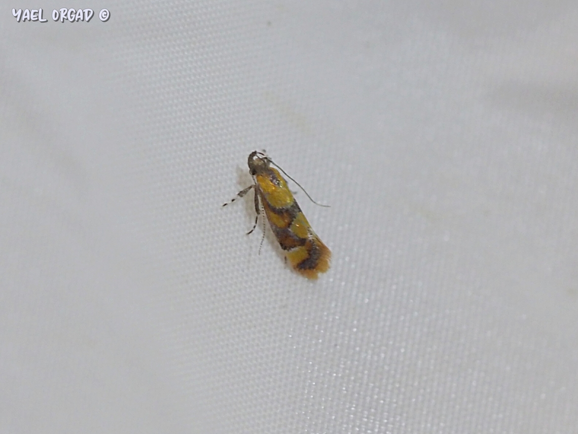 Epicallima icterinella I joined some moth experts in a &quot;light trap&quot; - white sheets and a light that attracts all kind of bugs in the night. <br />
then this guy came.... <br />
A really beautiful but very miniscule moth - it is about 2-3 mm long. <br />
I didn&#039;t really see the colors live. only when enlarging on my pc... <br />
 Epicallima icterinella,Geotagged,Israel,Summer